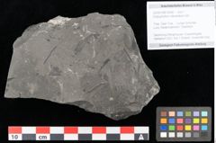 Foto (Objekt + Etikett) von Dictyophyllum obtusilobum Sch. (NHMW-GEO-2024-0188-10506)